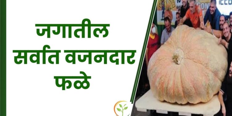 जगातील 5 सर्वात वजनदार फळे; गिनीज वर्ल्ड रेकॉर्ड बुकात आहे नोंद!