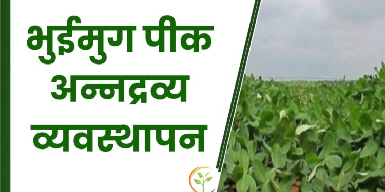 भुईमुग पीक अन्नद्रव्य व्यवस्थापन