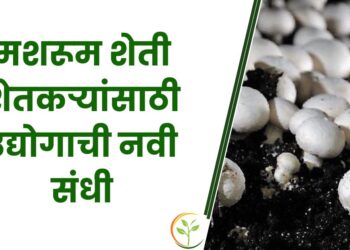 मशरूम शेती