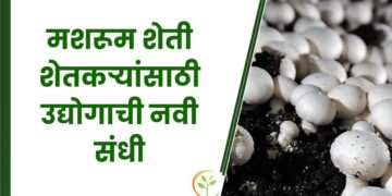 मशरूम शेती