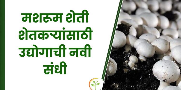 मशरूम शेती