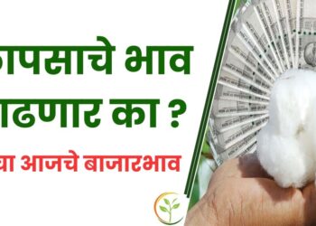 कापसाचे भाव वाढणार का ? ; वाचा आजचे बाजारभाव