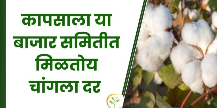 कापसाला या बाजार समितीत मिळतोय चांगला दर