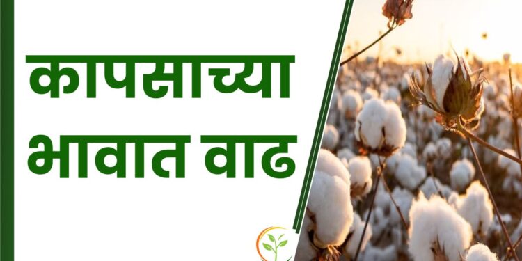 कापसाच्या भावात वाढ