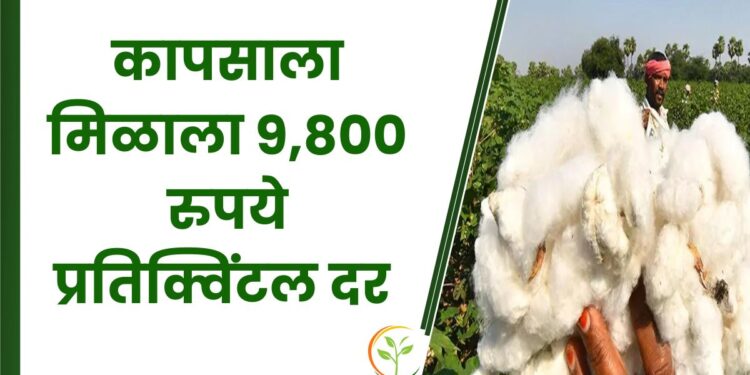 कापसाला मिळाला 9800 रुपये प्रतिक्विंटल दर