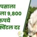 कापसाला मिळाला 9800 रुपये प्रतिक्विंटल दर