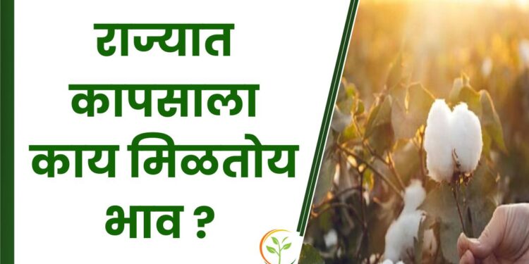 राज्यात कापसाला काय मिळतोय भाव ?