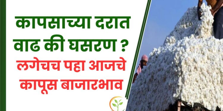 कापसाच्या दरात वाढ की घसरण ?