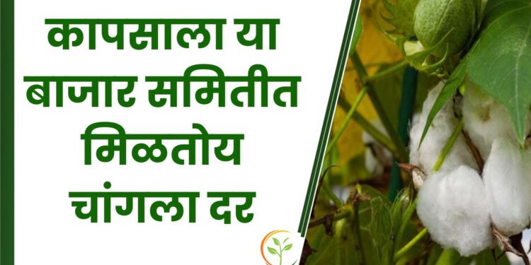 कापसाला या बाजार समितीत मिळतोय चांगला दर