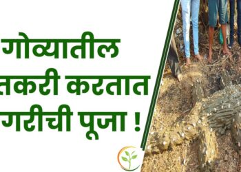 गोव्यातील शेतकरी करतात मगरीची पूजा