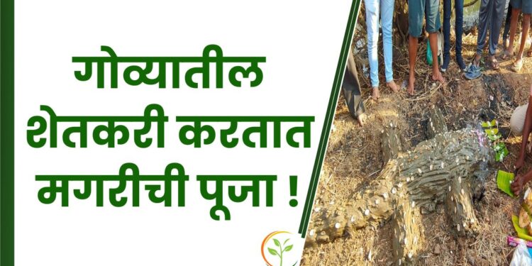 गोव्यातील शेतकरी करतात मगरीची पूजा
