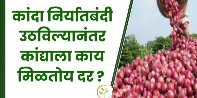 कांदा निर्यातबंदी उठविल्यानंतर कांद्याला काय मिळतोय दर ?