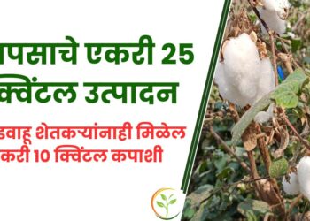 कापसाचे एकरी 25 क्विंटल उत्पादन