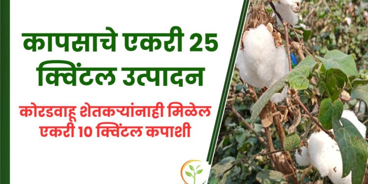 कापसाचे एकरी 25 क्विंटल उत्पादन