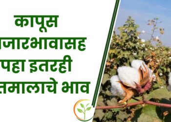 कापूस बाजारभाव