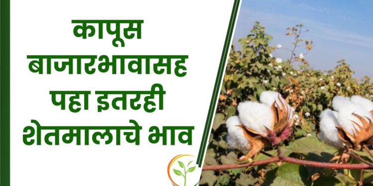 कापूस बाजारभाव