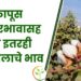 कापूस बाजारभाव