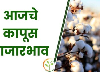 कापसाला येथे मिळतोय 8200 रुपये प्रतिक्विंटल दर