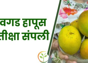 देवगड हापूस प्रतीक्षा संपली....