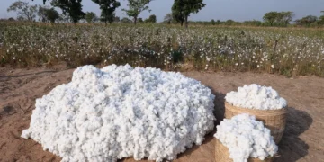 Indian Cotton Production