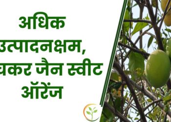 जैन स्वीट ऑरेंज