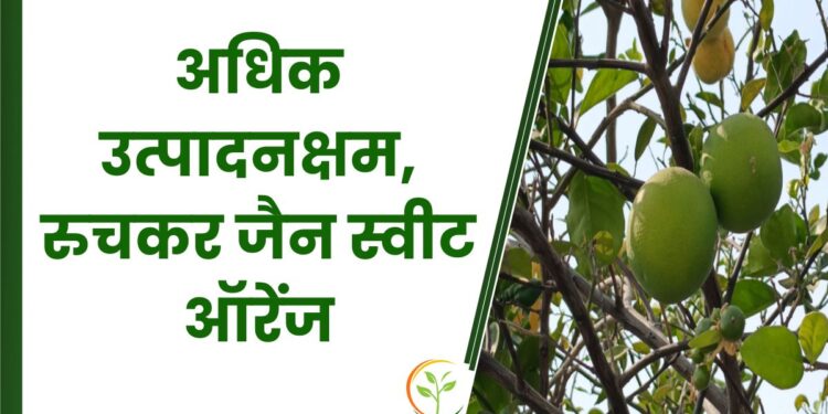 जैन स्वीट ऑरेंज