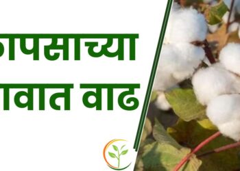 कापसाच्या भावात वाढ