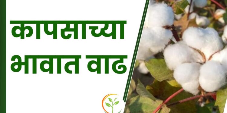 कापसाच्या भावात वाढ