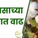 कापसाच्या भावात वाढ