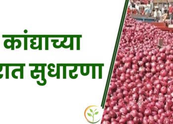 कांद्याच्या दरात सुधारणा