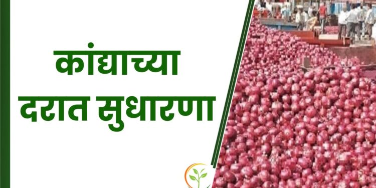कांद्याच्या दरात सुधारणा