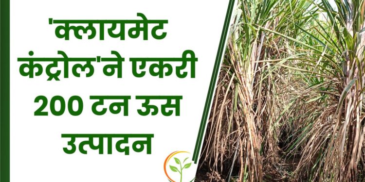 ‘क्लायमेट कंट्रोल’ने एकरी 200 टन ऊस उत्पादन