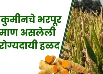 कुरकुमीन