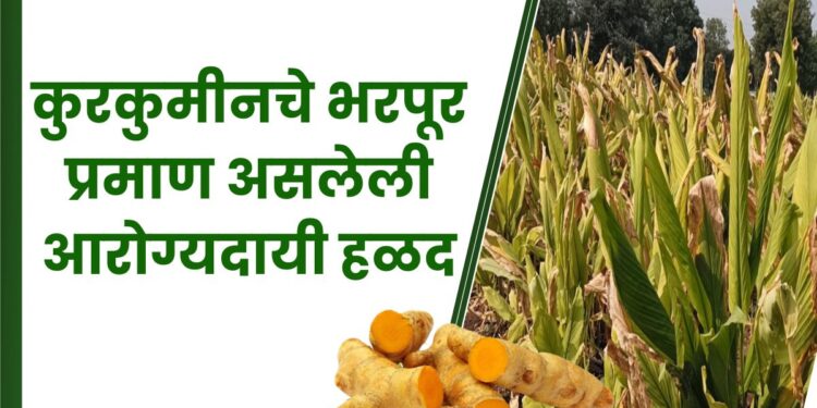 कुरकुमीन