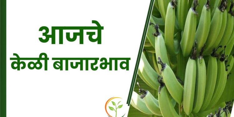 आजचे केळी बाजारभाव ; वाचा केळीला कुठे मिळाला सर्वाधिक भाव