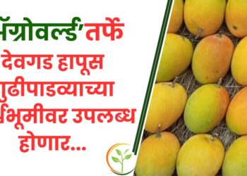 ॲग्रोवर्ल्डतर्फे देवगड हापूस