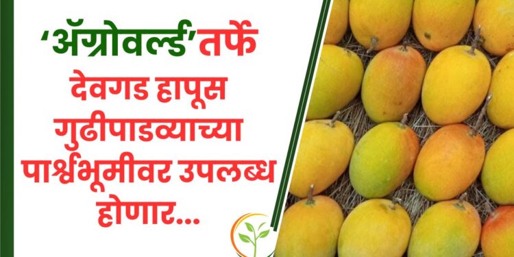 ॲग्रोवर्ल्डतर्फे देवगड हापूस