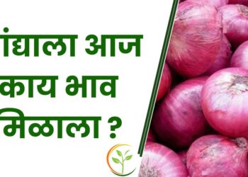 कांद्याला आज काय भाव मिळाला ?