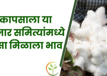 कापसाला या बाजार समित्यांमध्ये असा मिळाला भाव