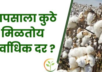 कापसाला कुठे मिळतोय सर्वाधिक दर ?