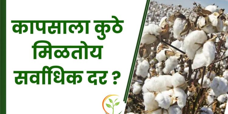 कापसाला कुठे मिळतोय सर्वाधिक दर ?