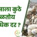 कापसाला कुठे मिळतोय सर्वाधिक दर ?
