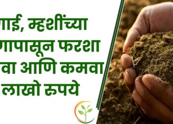 गाई, म्हशींच्या शेणापासून फरशा बनवा आणि कमवा लाखो रुपये