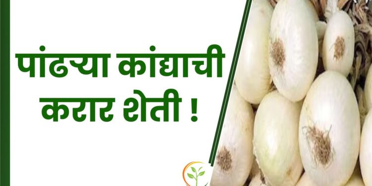 पांढऱ्या कांद्याची करार शेती !