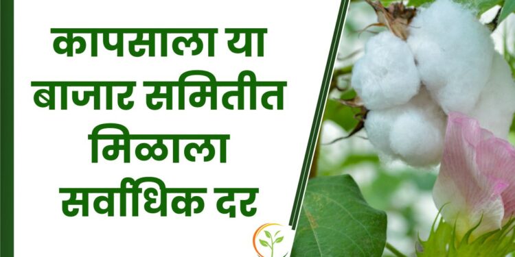 कापसाला या बाजार समितीत मिळाला सर्वाधिक दर