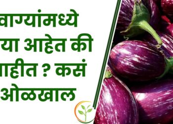 वाग्यांमध्ये बिया आहेत की नाहीत ?