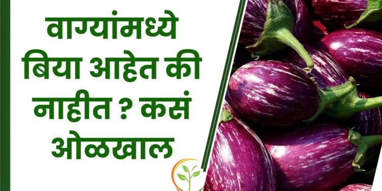 वाग्यांमध्ये बिया आहेत की नाहीत ?