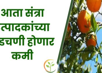 संत्रा उत्पादक