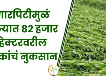 गारपिटीमुळं राज्यात 82 हजार हेक्टरवरील पिकांचं नुकसान