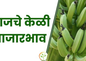 आजचे केळी बाजारभाव